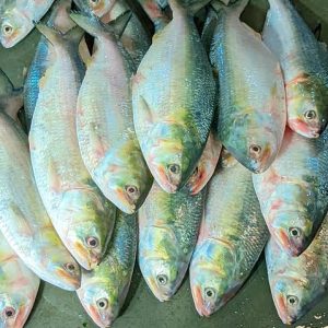 ৬ পিস মাছে ৬ কেজি= ৩২০০ টাকা