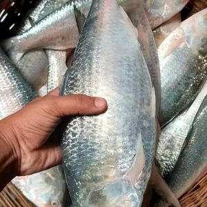 ৭ পিস মাছে ৬ কেজি= ২৭০০ টাকা