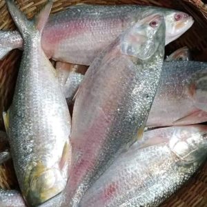 ৮ পিস মাছে ৬ কেজি= ২২০০ টাকা