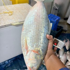 ৩ পিস মাছে ৬ কেজি= ৪৮০০ টাকা